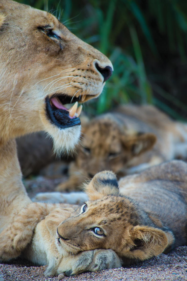 lion sands tinga lodge sabi sands lodges reservations 37