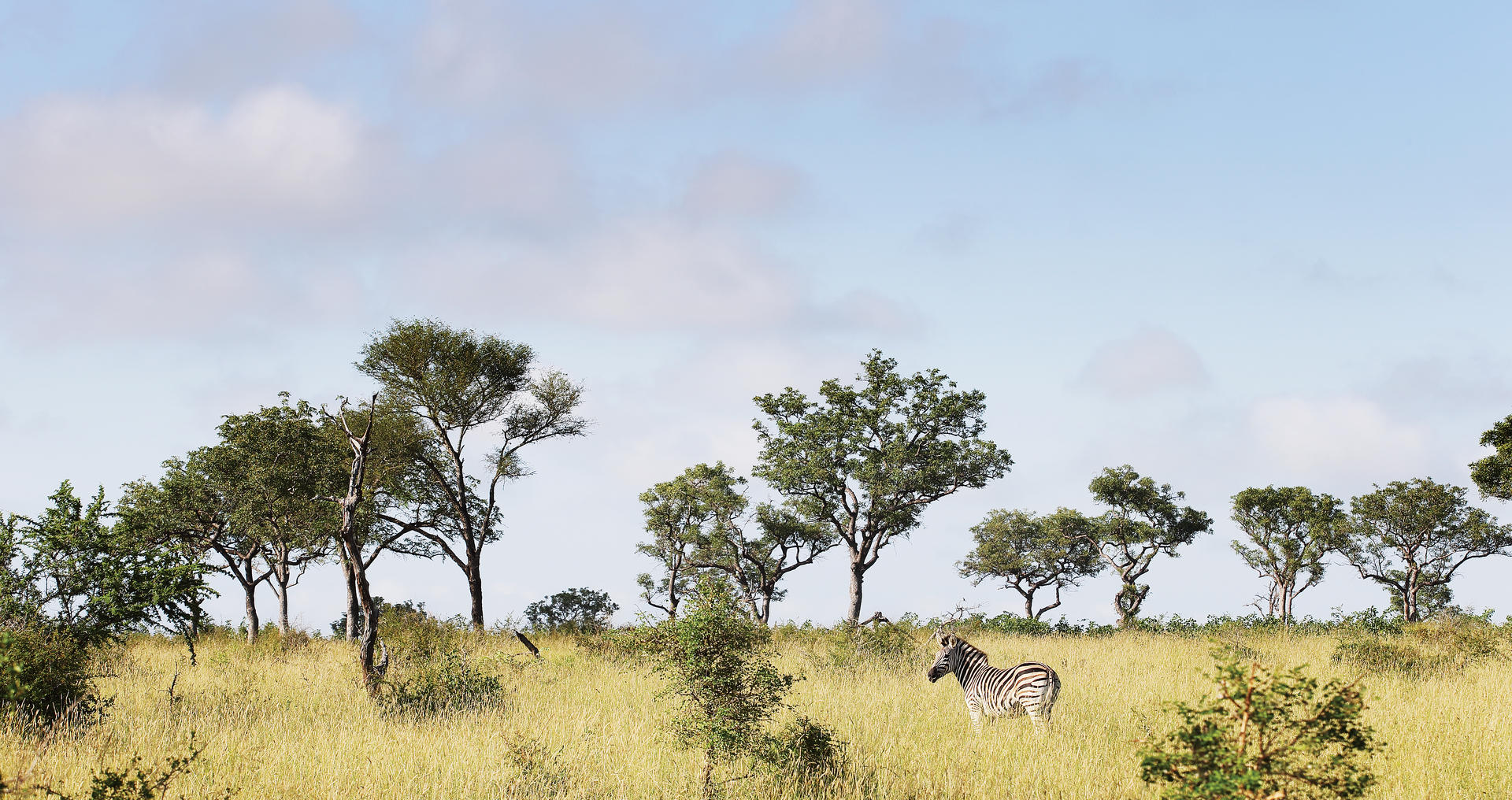 londolozi tree camp sabi sands lodges reservations 133
