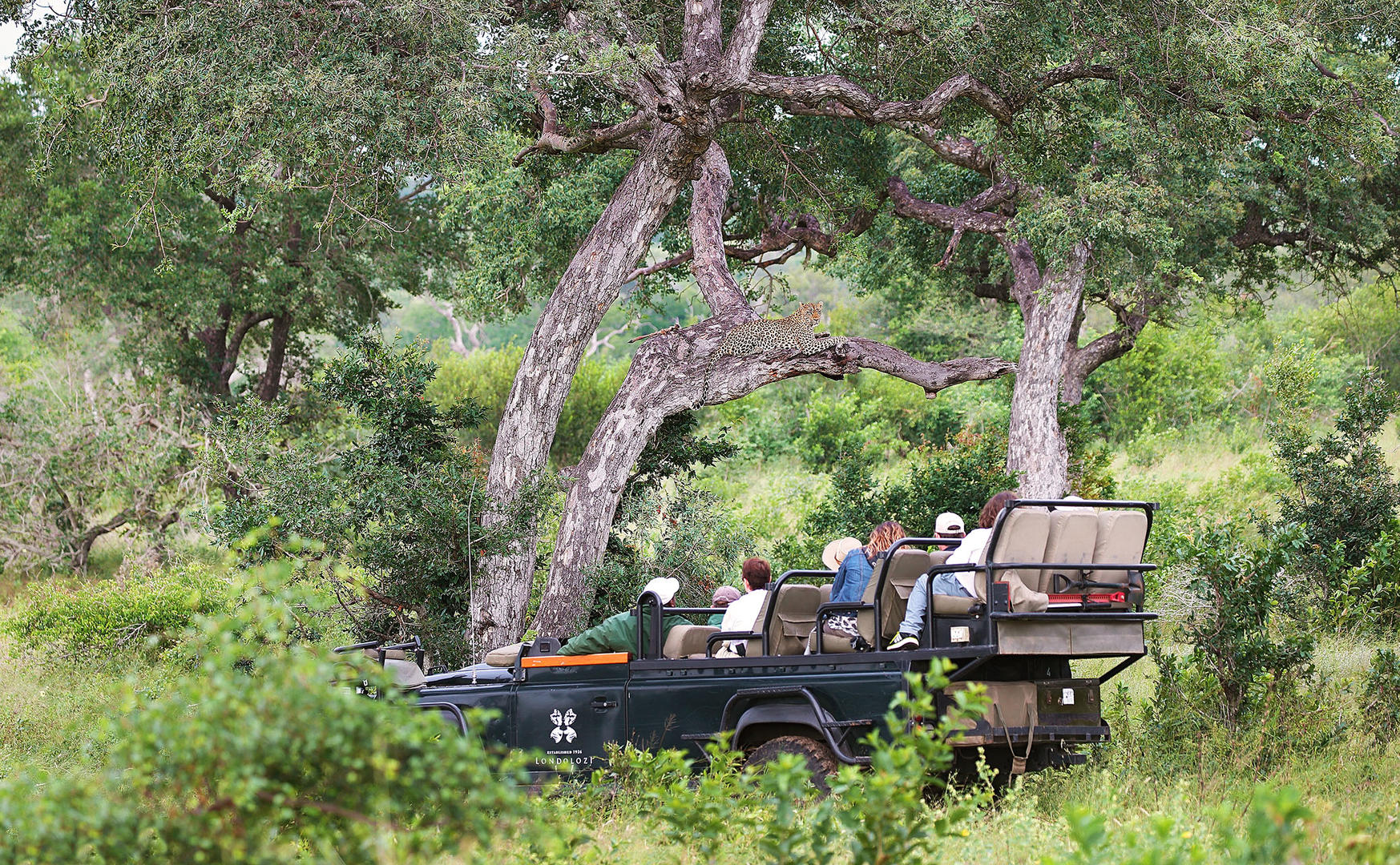 londolozi tree camp sabi sands lodges reservations 96
