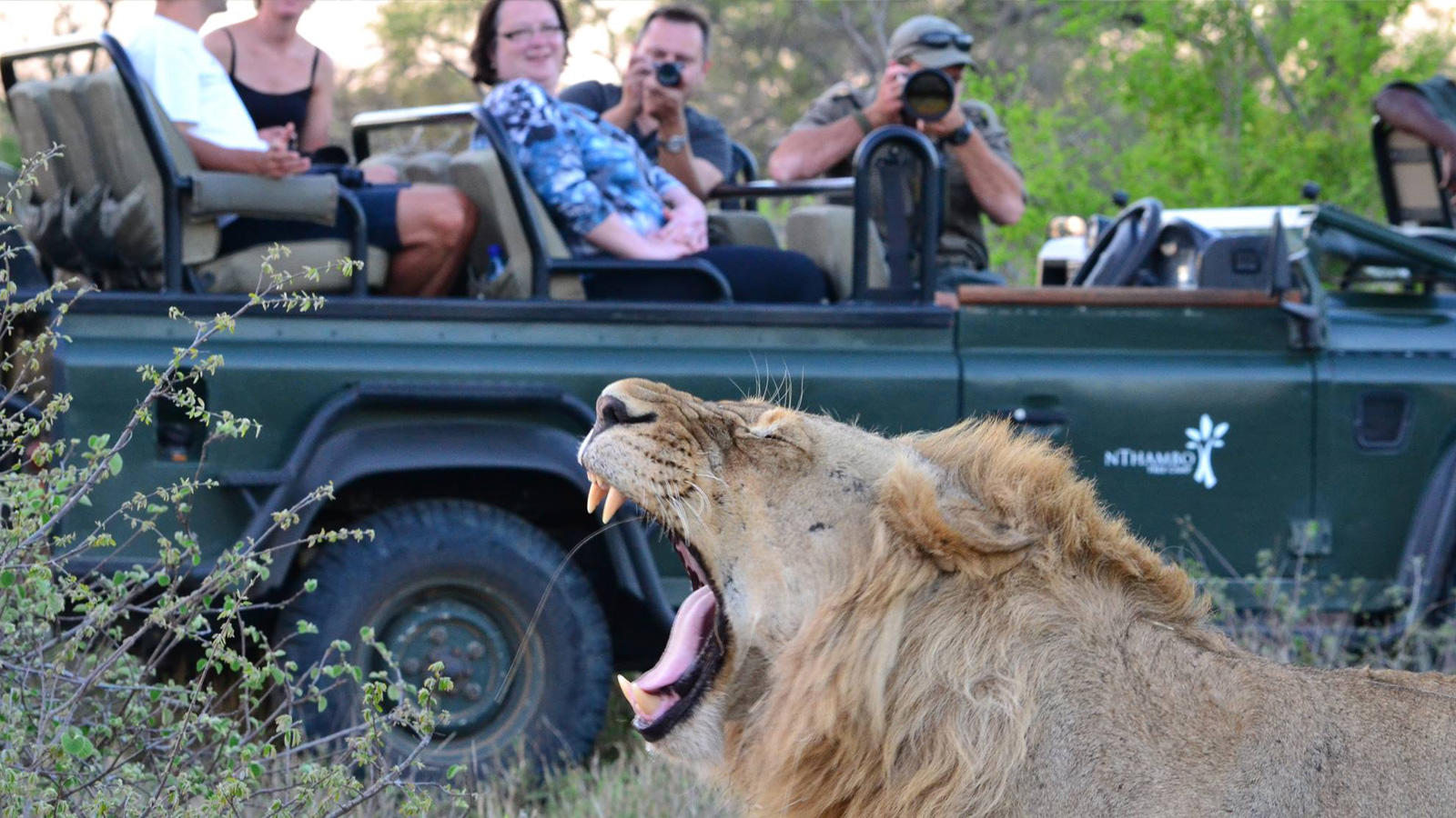 nthambo tree camp kruger national park 35