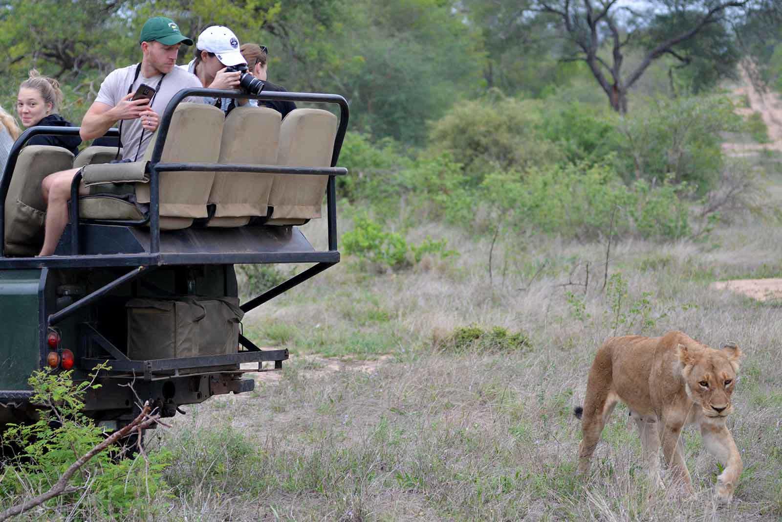 nthambo tree camp kruger national park 37