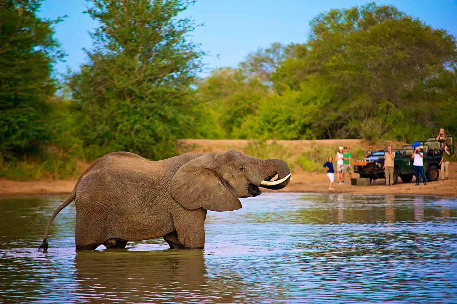 nthambo tree camp kruger national park 51