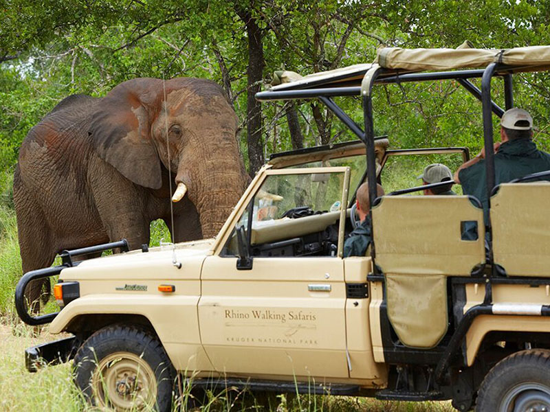 rhino post safaris 2