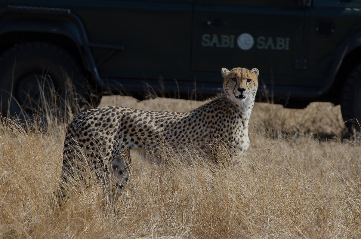 sabi sabi little bush camp sabi sands lodges reservations 1