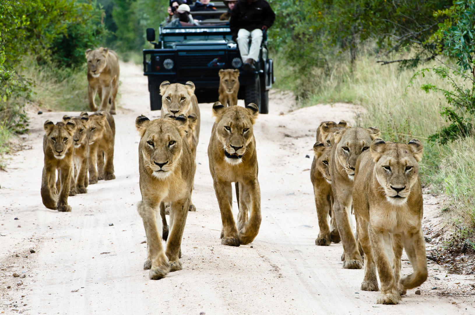 sabi sabi little bush camp sabi sands lodges reservations 33