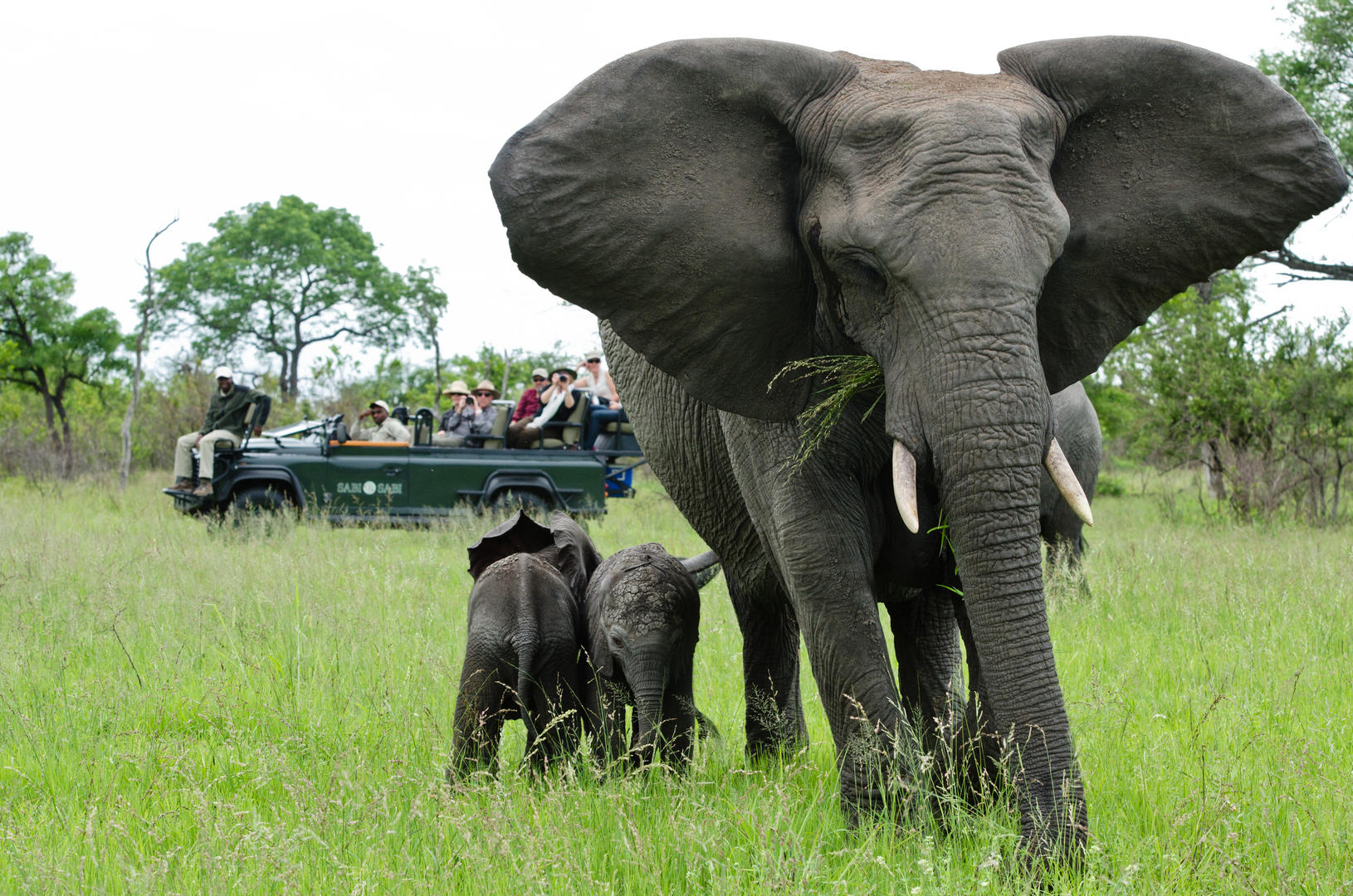 sabi sabi selati camp sabi sands bookings 27