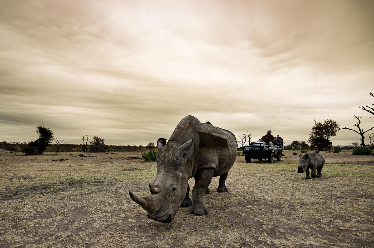 sabi sabi selati camp sabi sands bookings 28