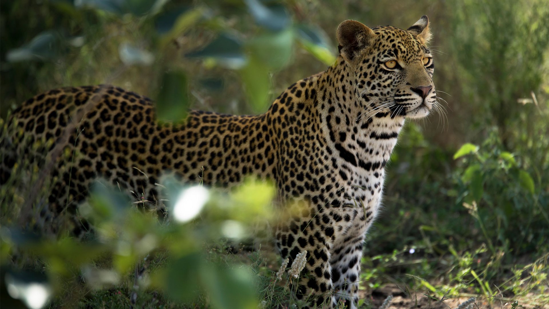 silvan safari lodge sabi sands 22