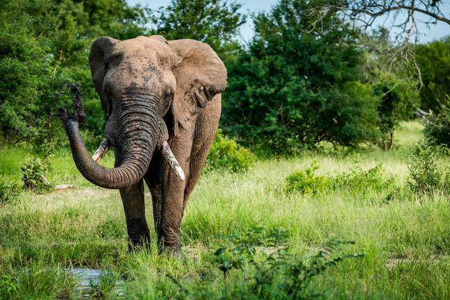 umkumbe bush lodge sabi sands images 59