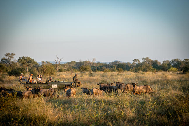 umkumbe bush lodge sabi sands images 75