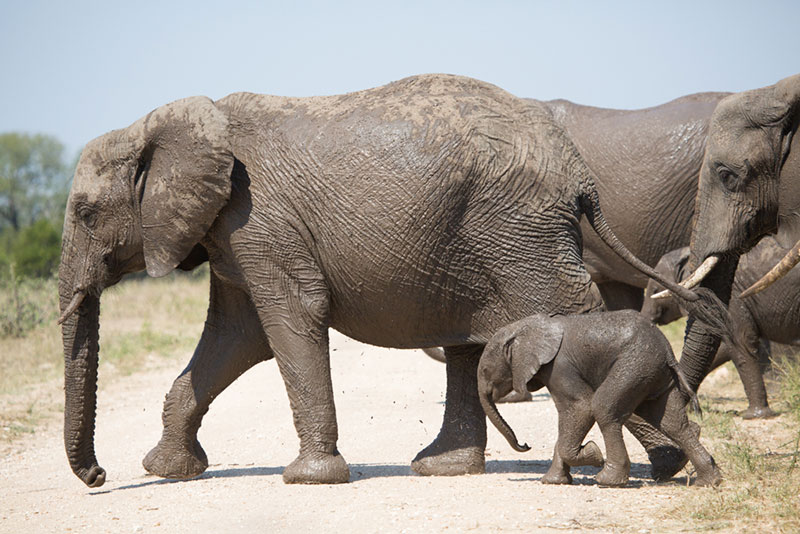 buffelshoek ndzhaka wildlife images 18