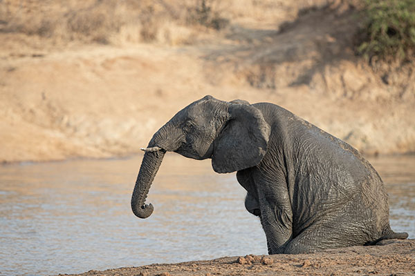 buffelshoek ndzhaka wildlife images 3
