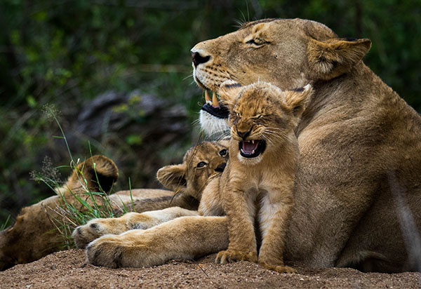 buffelshoek ndzhaka wildlife images 30