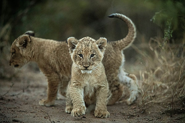 buffelshoek ndzhaka wildlife images 34