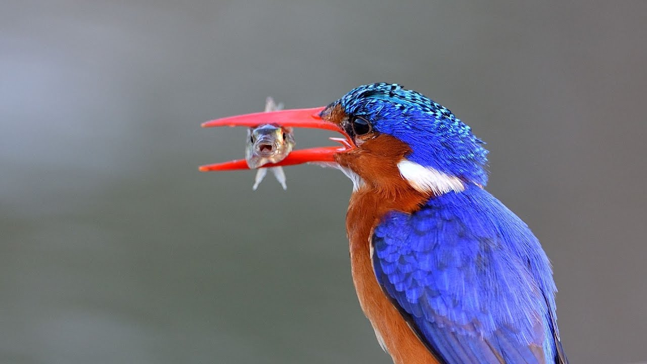 kingfisher kruger national park