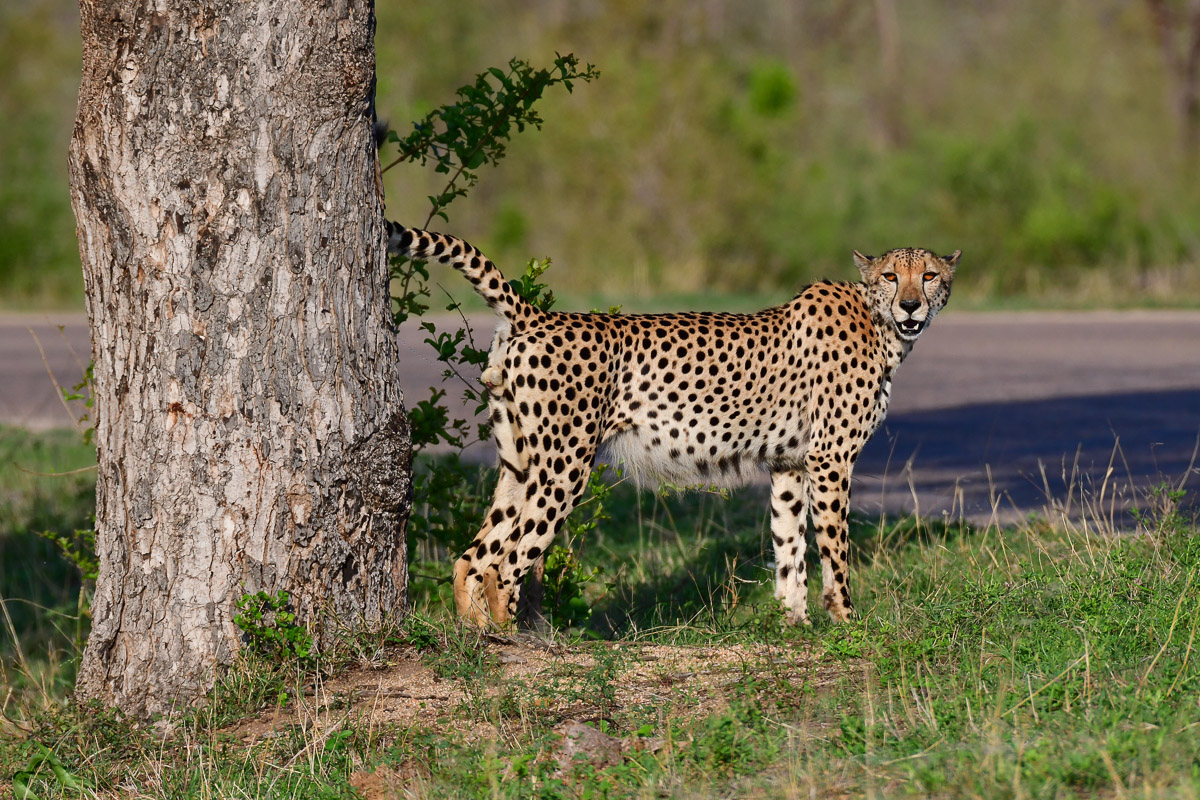 kruger national park cheetah