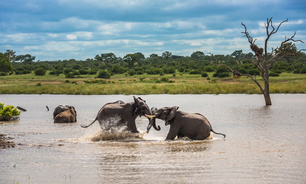 kruger national park elephants river
