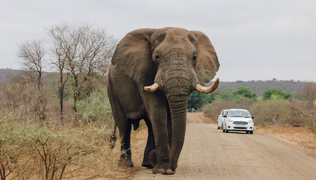 kruger national park safari