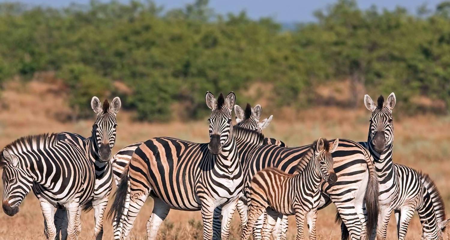 kruger national park zebras safari