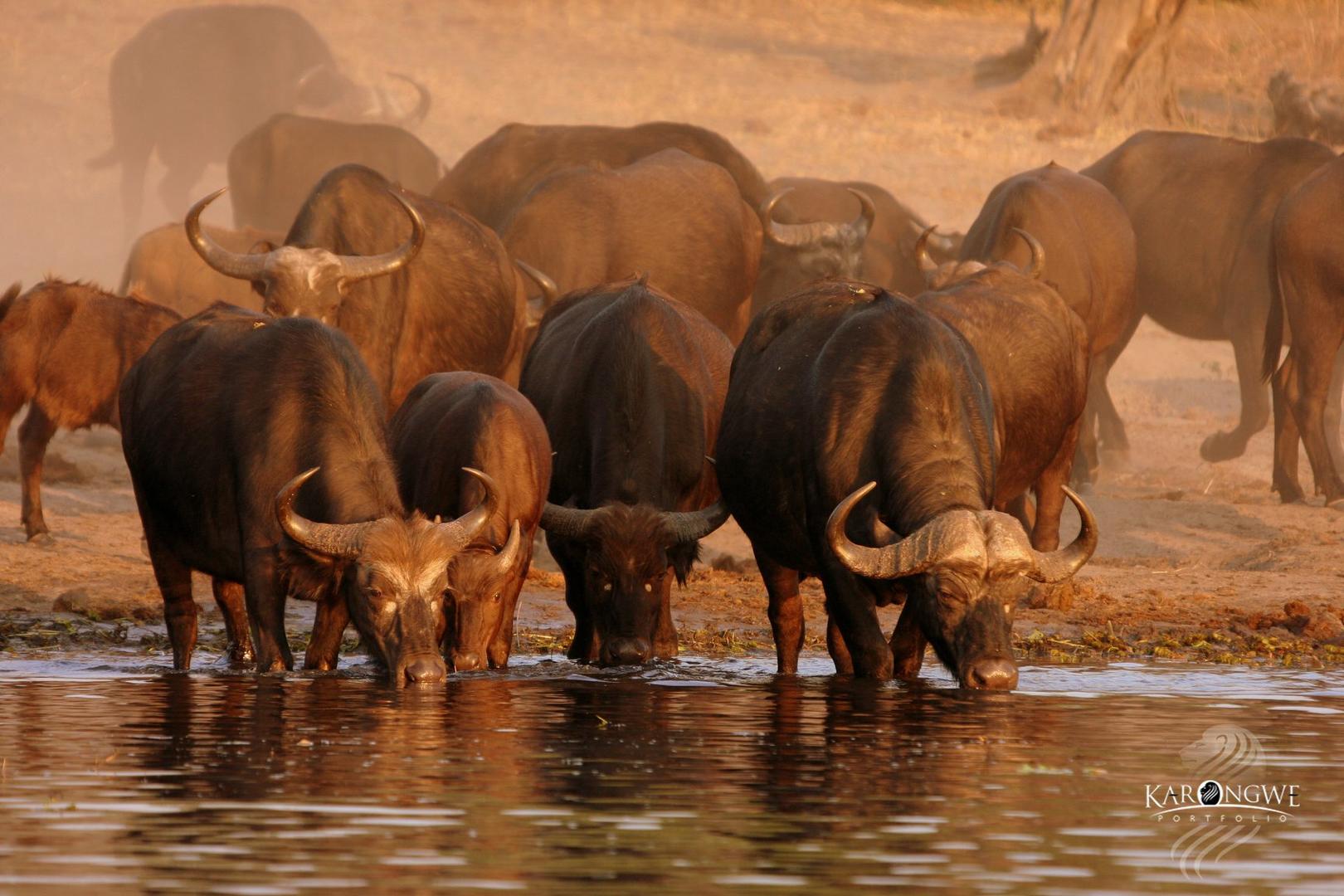 Shiduli Private Game Lodge Korongwe Reserve 10