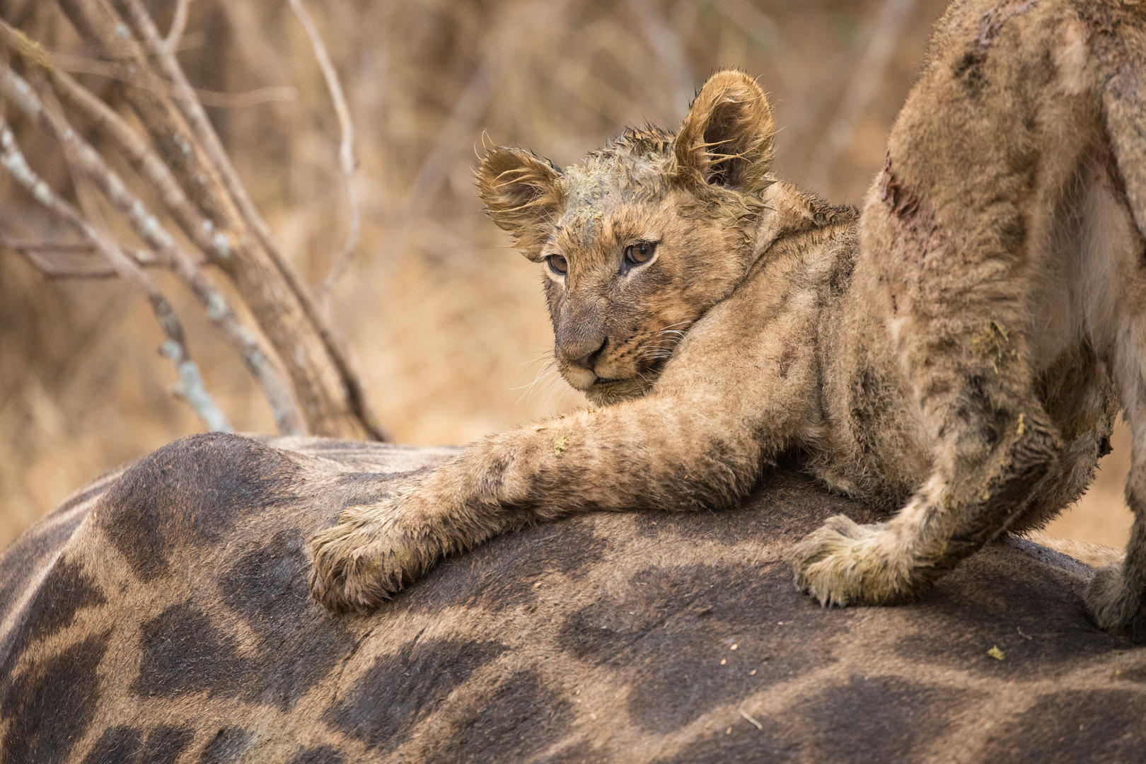 Shiduli Private Game Lodge Korongwe Reserve 25