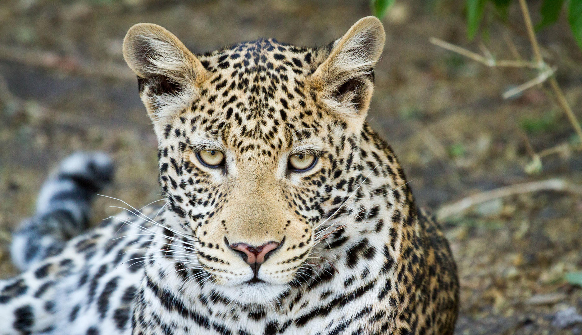 17 Day Luxury Safari The Essence of Southern Africa 2