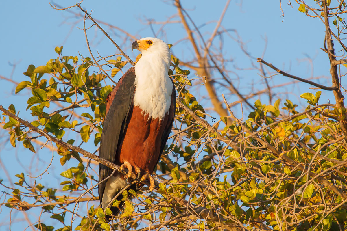 17 Day Luxury Safari The Essence of Southern Africa 5