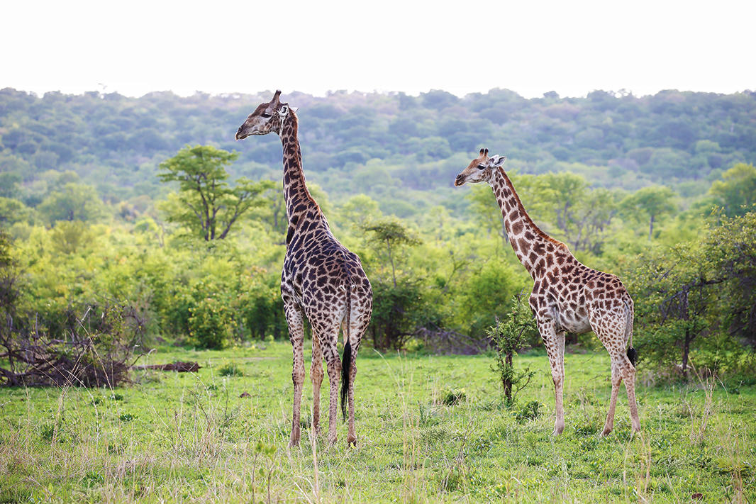 17 Day Luxury Safari The Essence of Southern Africa 6