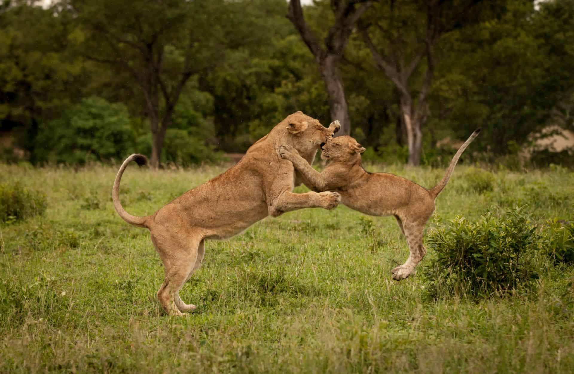 17 Day Luxury Safari The Essence of Southern Africa 8
