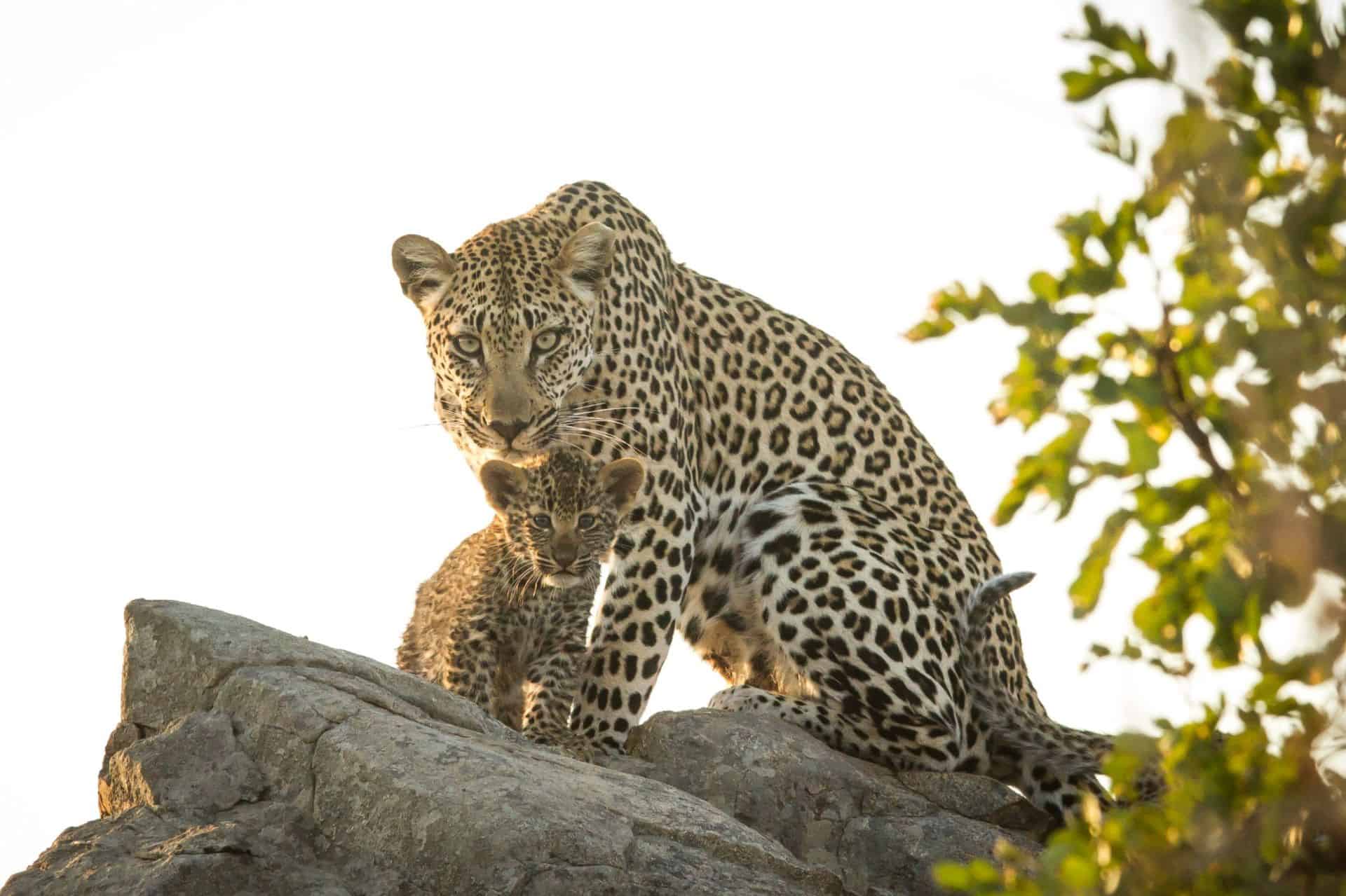 17 Day Luxury Safari The Essence of Southern Africa 9