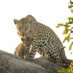 Ndzhaka Tented Camp Manyeleti Game Reserve Kruger National Park 11