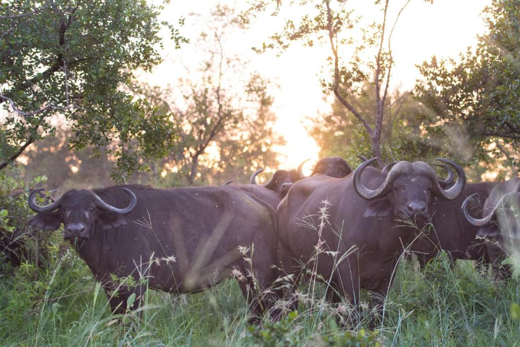 Ndzhaka Tented Camp Manyeleti Game Reserve Kruger National Park 5