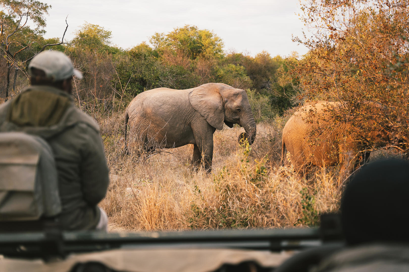 Simbavati Hilltop Lodge Timbavati Game Reserve Kruger Park 16
