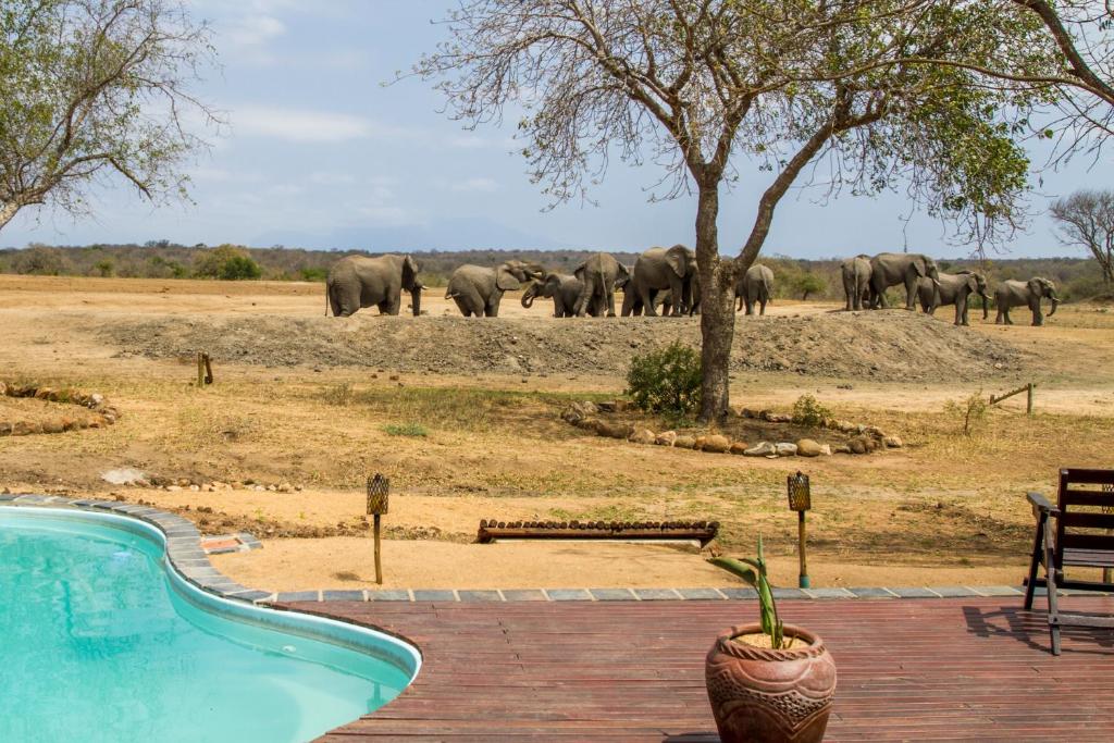 Tangala Safari Camp Thornybush Game Reserve Kruger Park 10