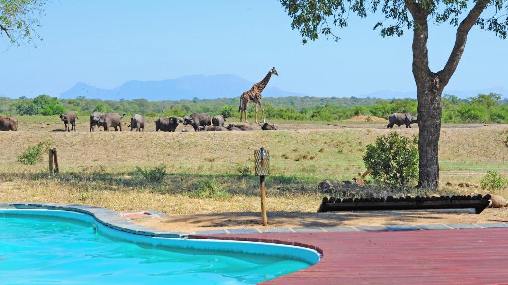 Tangala Safari Camp Thornybush Game Reserve Kruger Park 23