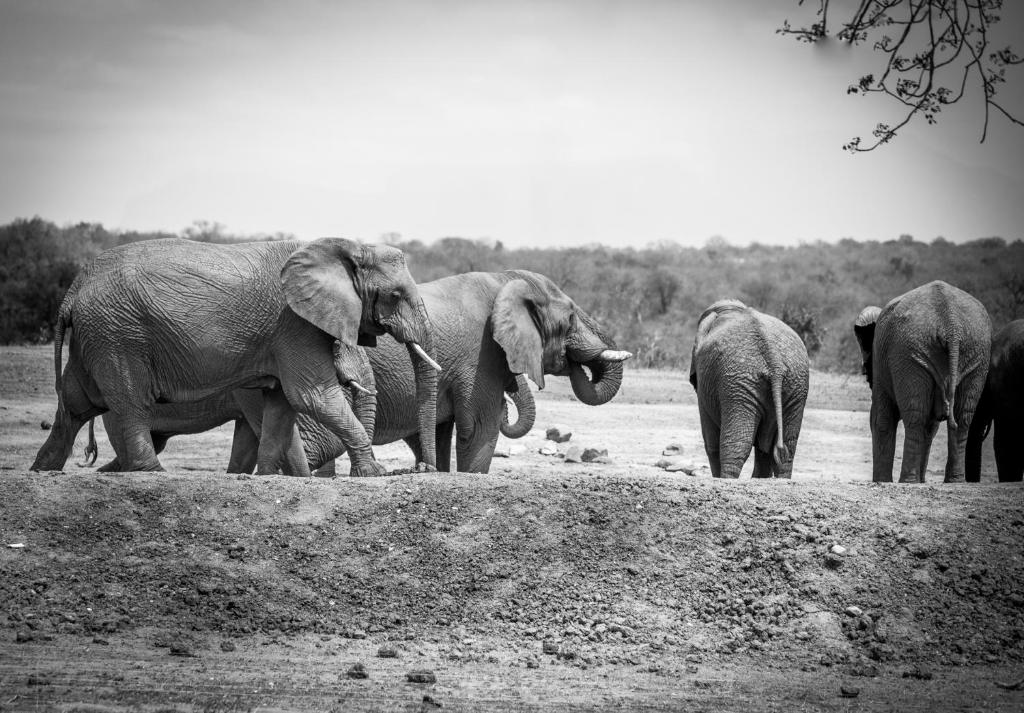 Tangala Safari Camp Thornybush Game Reserve Kruger Park 8