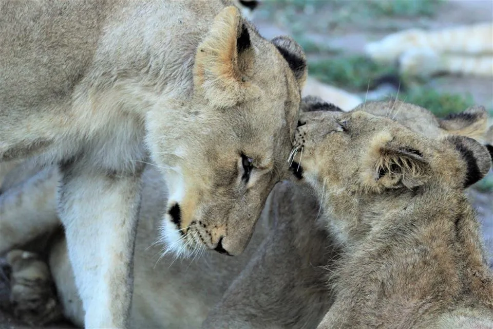 Pungwe Safari Lodge Kruger National park 18