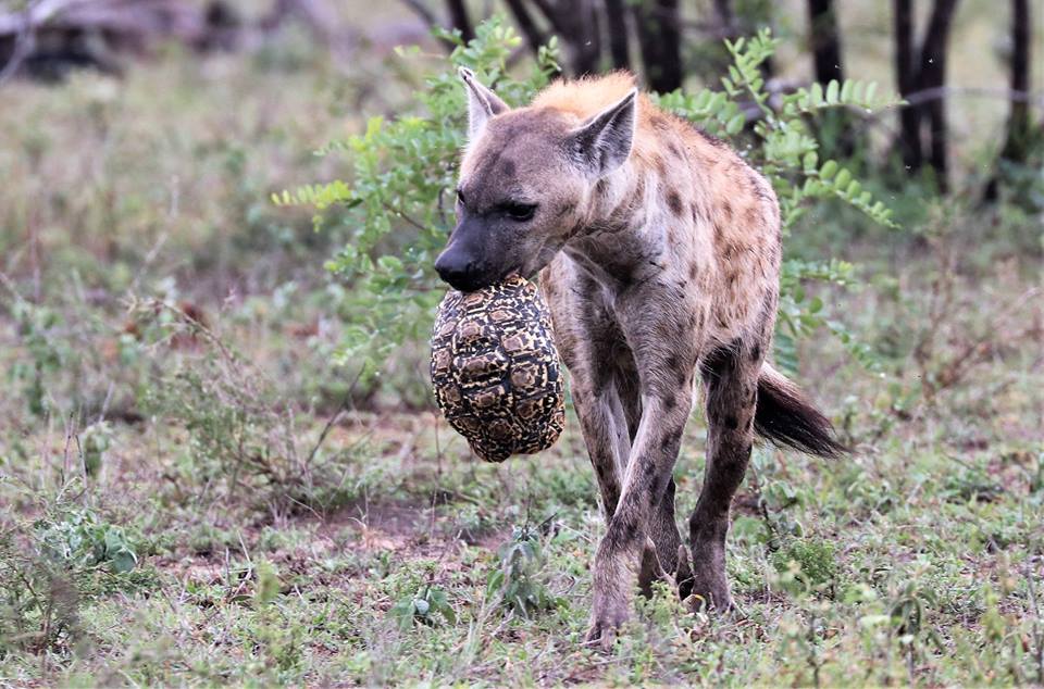 Pungwe Safari Lodge Kruger National park 6