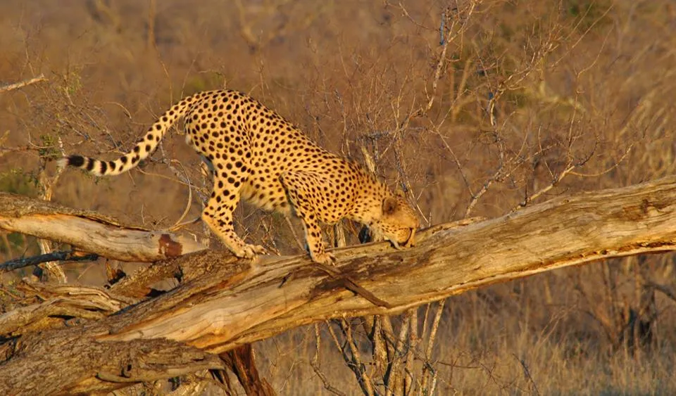 Pungwe Safari Lodge Kruger National park 9