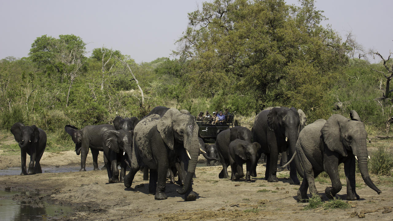 malamala camp images (58)