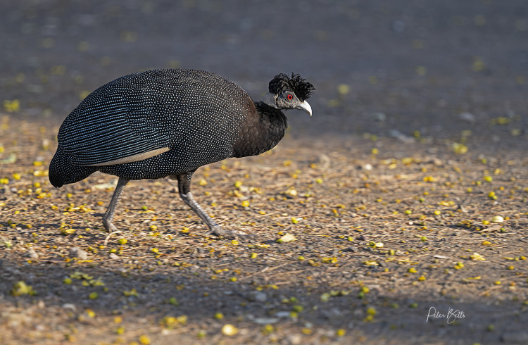 Guinea Fowl crested