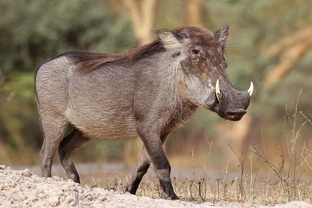 Warthog Kruger Day Tours