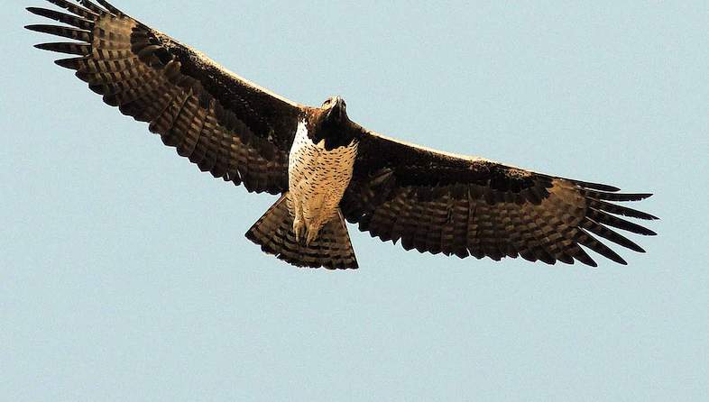 african hawk eagle cooke