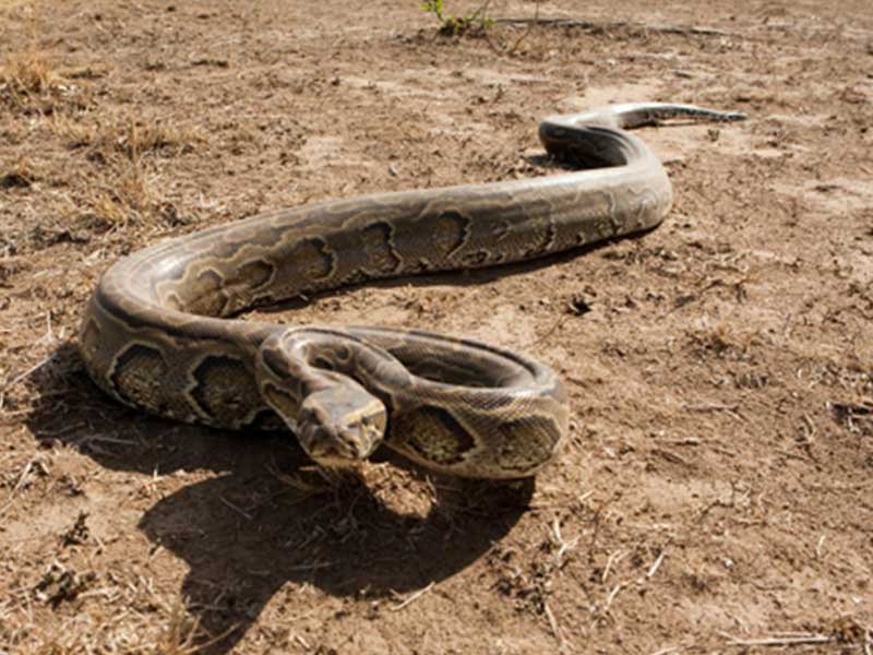 african rock python
