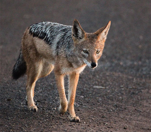 black backed jackal