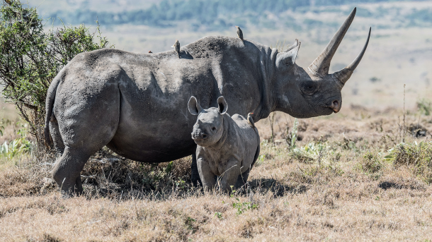 black rhino