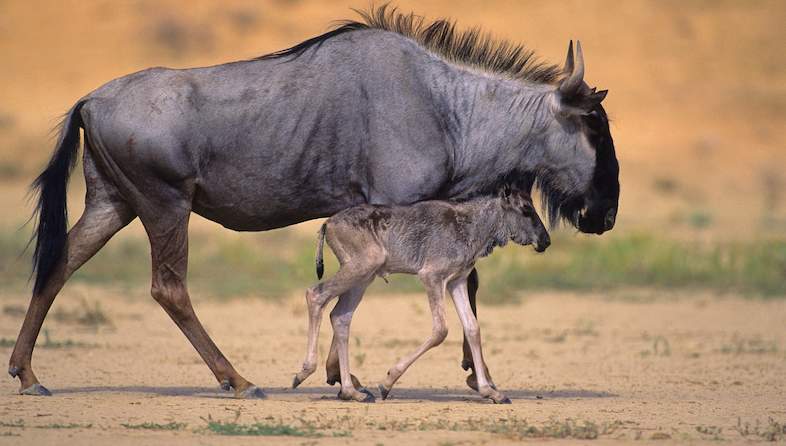 blue wildebeest and calf nigel dennis