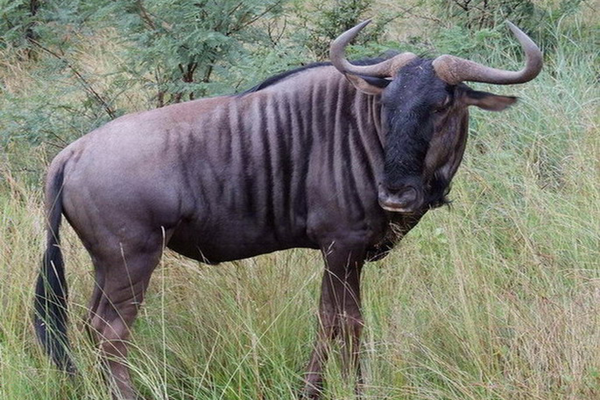blue wildebeest