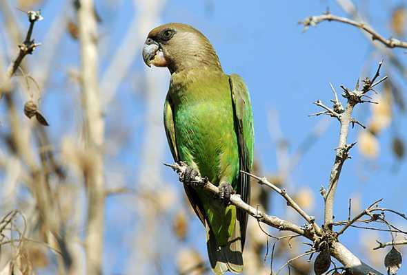 brown headed parrot