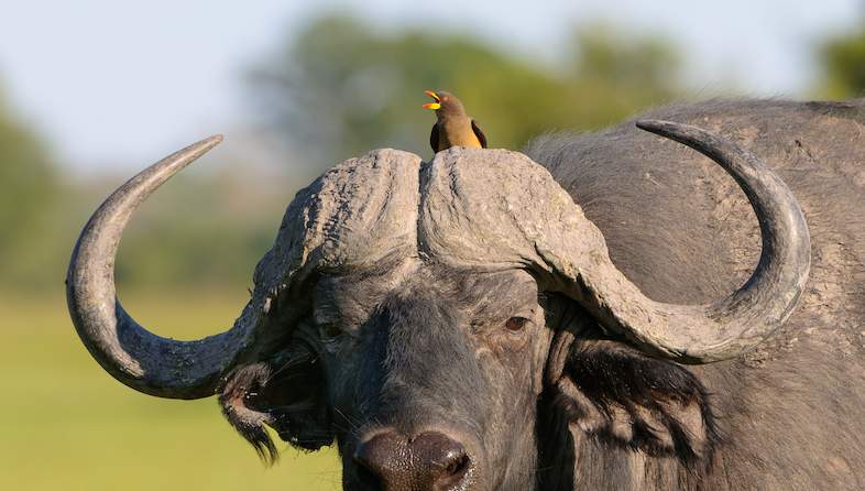 buffalo bird on head shem compion